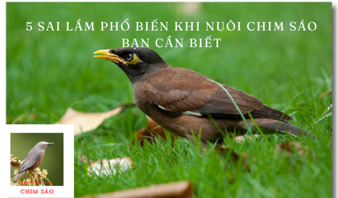 5 Sai Lầm Phổ Biến Khi Nuôi Chim Sáo Bạn Cần Biết