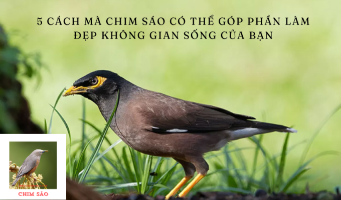 5 cách mà chim sáo có thể góp phần làm đẹp không gian sống của bạn