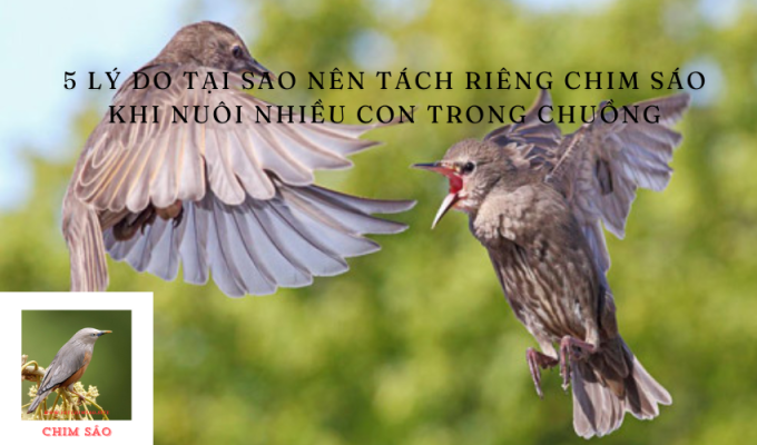 5 lý do tại sao nên tách riêng chim sáo khi nuôi nhiều con trong chuồng