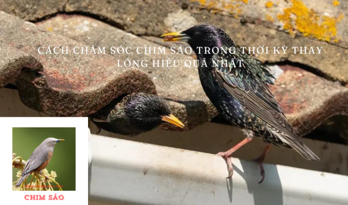 Cách chăm sóc chim sáo trong thời kỳ thay lông hiệu quả nhất