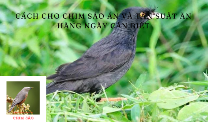 Cách cho chim sáo ăn và tần suất ăn hàng ngày cần biết