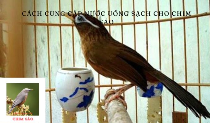 Cách cung cấp nước uống sạch cho chim sáo