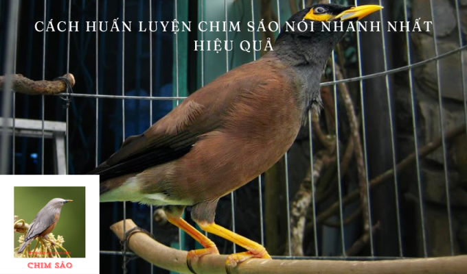 Cách huấn luyện chim Sáo nói nhanh nhất hiệu quả