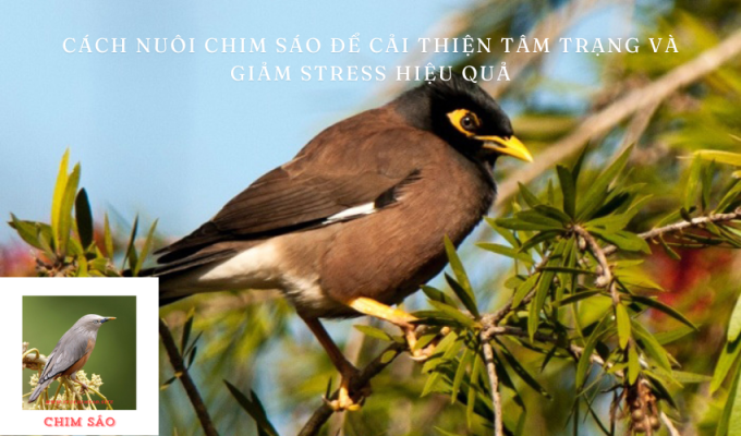 Cách nuôi chim sáo để cải thiện tâm trạng và giảm stress hiệu quả