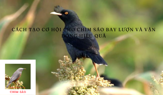 Cách tạo cơ hội cho chim sáo bay lượn và vận động hiệu quả