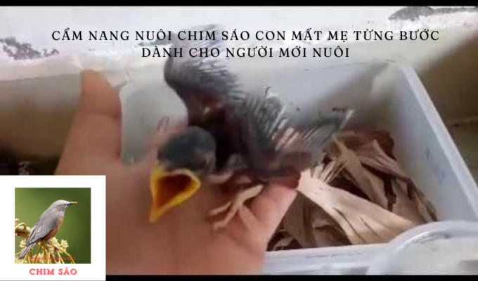 Cẩm nang nuôi Chim Sáo con mất mẹ từng bước dành cho người mới nuôi