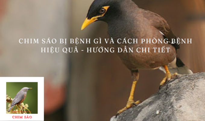 Chim sáo bị bệnh gì và cách phòng bệnh hiệu quả – Hướng dẫn chi tiết