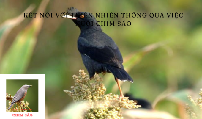 Kết nối với thiên nhiên thông qua việc nuôi chim sáo