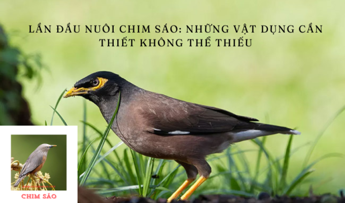 Lần đầu nuôi Chim Sáo: Những vật dụng cần thiết không thể thiếu