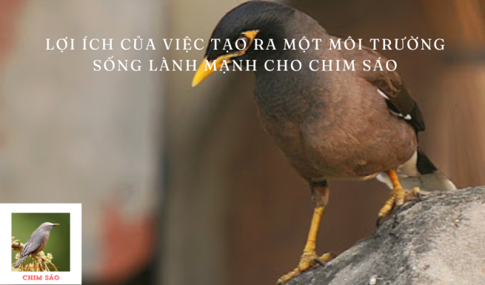 Lợi ích của việc tạo ra một môi trường sống lành mạnh cho chim sáo