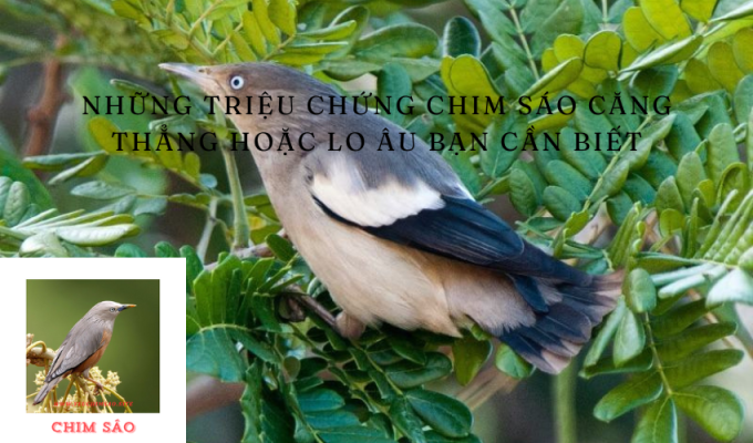 Những triệu chứng chim sáo căng thẳng hoặc lo âu bạn cần biết