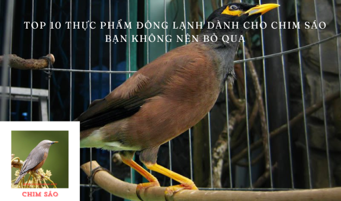 Top 10 thực phẩm đông lạnh dành cho chim sáo bạn không nên bỏ qua