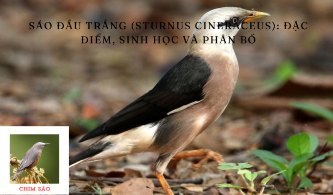 Sáo đầu trắng (Sturnus cineraceus): Đặc điểm, Sinh học và Phân bố