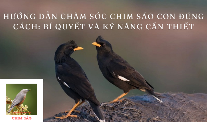 Hướng dẫn chăm sóc chim sáo con đúng cách: Bí quyết và kỹ năng cần thiết