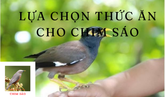 Lựa chọn thức ăn cho chim sáo