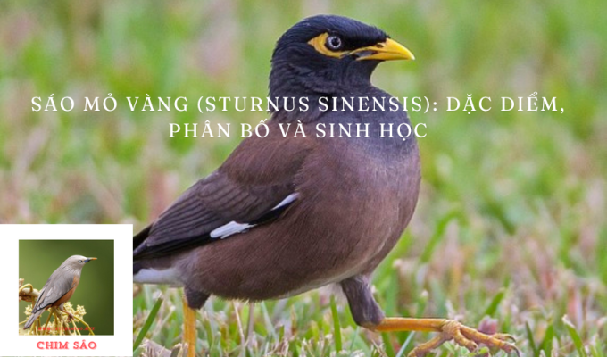 Sáo mỏ vàng (Sturnus sinensis): Đặc điểm, Phân bố và Sinh học