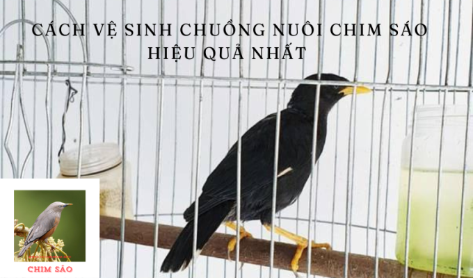 Cách vệ sinh chuồng nuôi chim sáo hiệu quả nhất