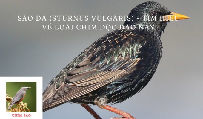 Sáo đá (Sturnus vulgaris) – Tìm hiểu về loài chim độc đáo này