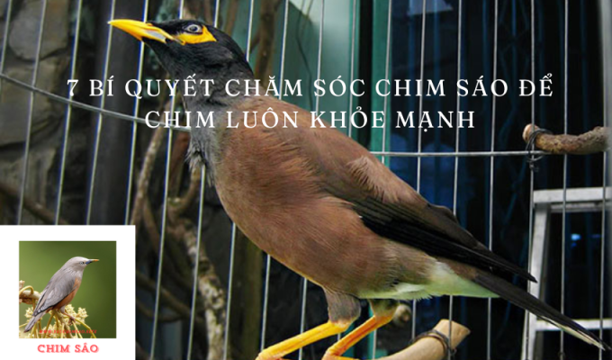 7 Bí Quyết Chăm Sóc Chim Sáo Để Chim Luôn Khỏe Mạnh