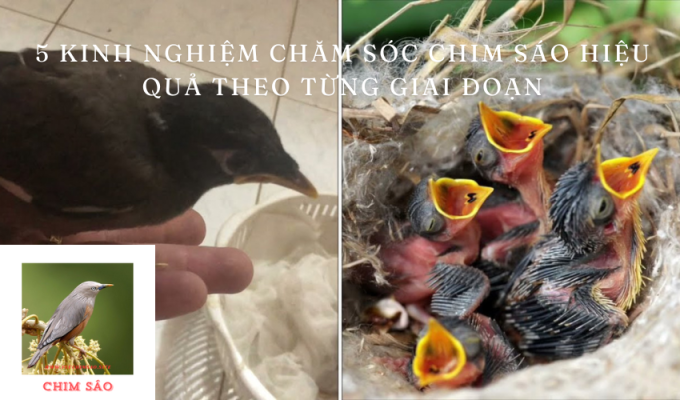 5 Kinh nghiệm chăm sóc Chim Sáo hiệu quả theo từng giai đoạn