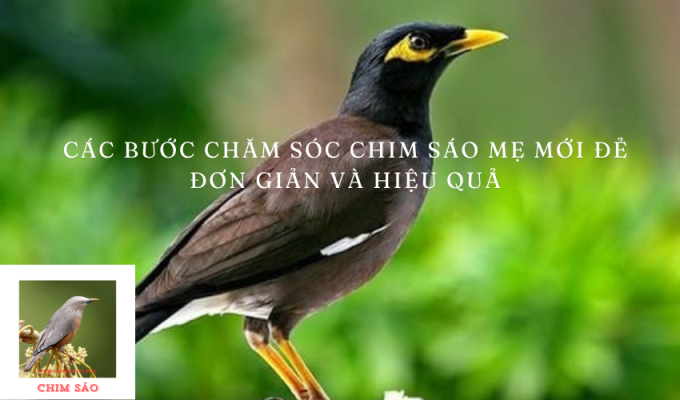 Các bước chăm sóc Chim Sáo mẹ mới đẻ đơn giản và hiệu quả