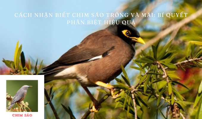 Cách nhận biết chim Sáo trống và mái: Bí quyết phân biệt hiệu quả