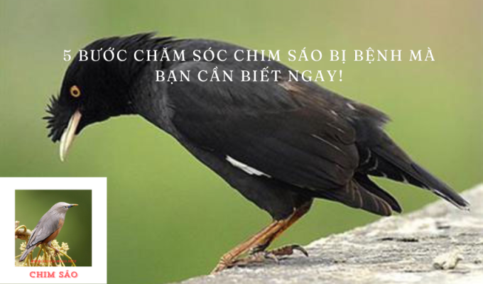 5 Bước Chăm Sóc Chim Sáo Bị Bệnh Mà Bạn Cần Biết ngay!