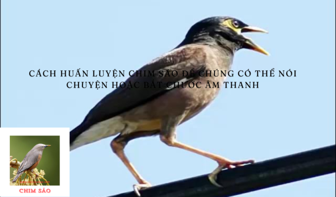 Cách huấn luyện chim sáo để chúng có thể nói chuyện hoặc bắt chước âm thanh – Hướng dẫn chi tiết cho người yêu chim nuôi