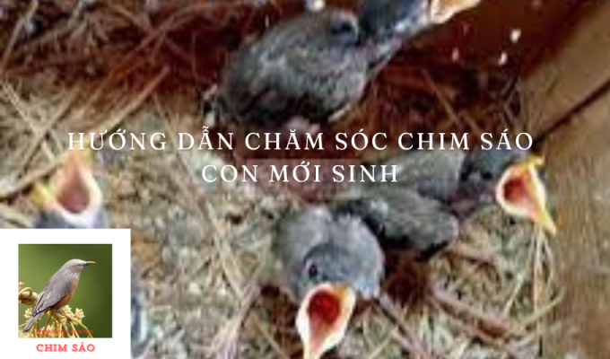 Hướng Dẫn Chăm Sóc Chim Sáo Con Mới Sinh: Bí Quyết Nuôi Dưỡng Chim Sáo