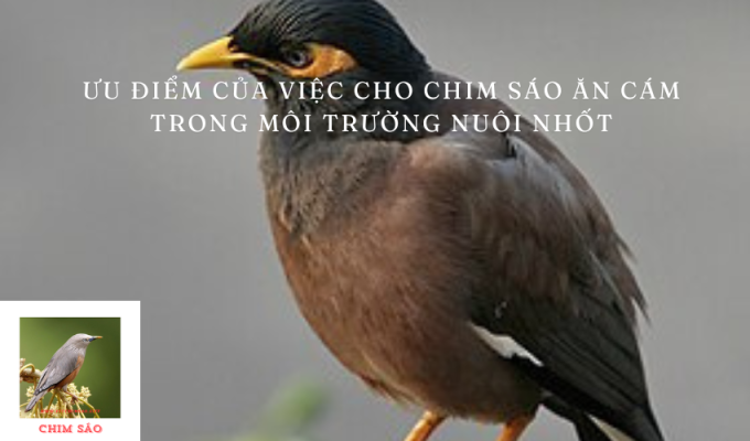 Ưu điểm của việc cho chim sáo ăn cám trong môi trường nuôi nhốt